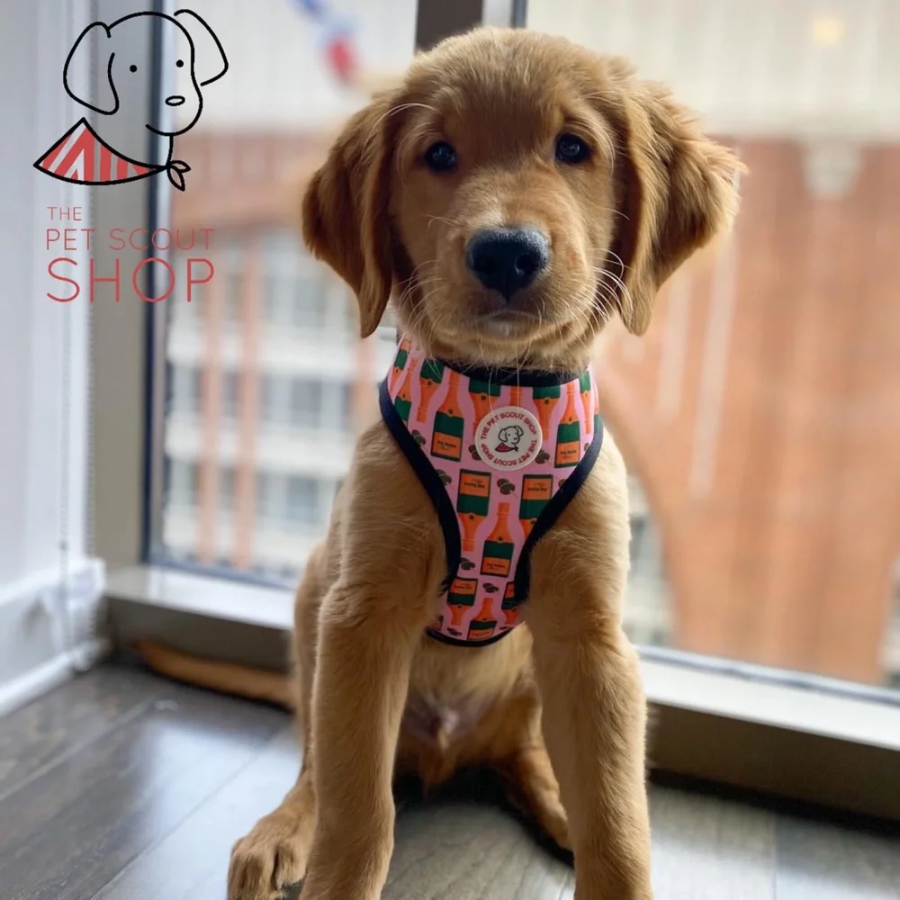 The Pet Scout Shop Prosecco Reversible Dog Harness